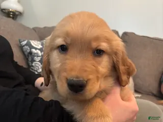 Golden Retriever dogs Neon green male - Ad 37