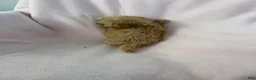 Shihpoo dogs for sale: Trudy Girl-Shihpoo 1 - Ad 5