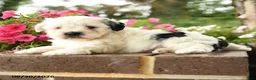 Shihpoo dogs for sale: Jax - Ad 2