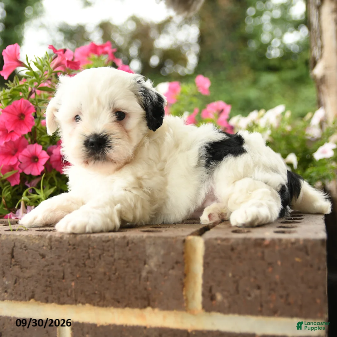 Shihpoo dogs for sale: Jax - Ad 2