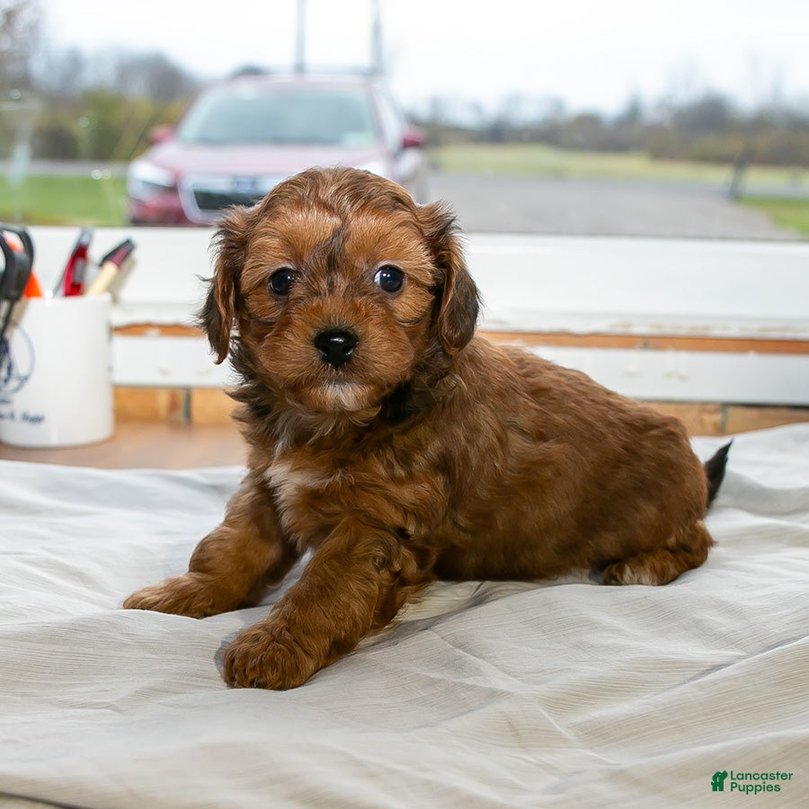 Mixed Breed dogs for sale: Baxter - Ad 2