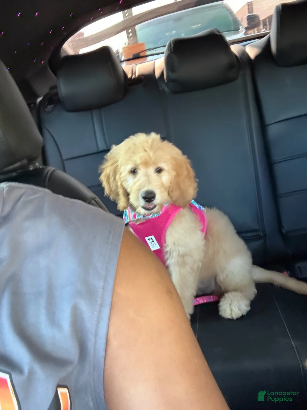 Goldendoodle dogs for sale: Goldendoodle 1 - Ad 8