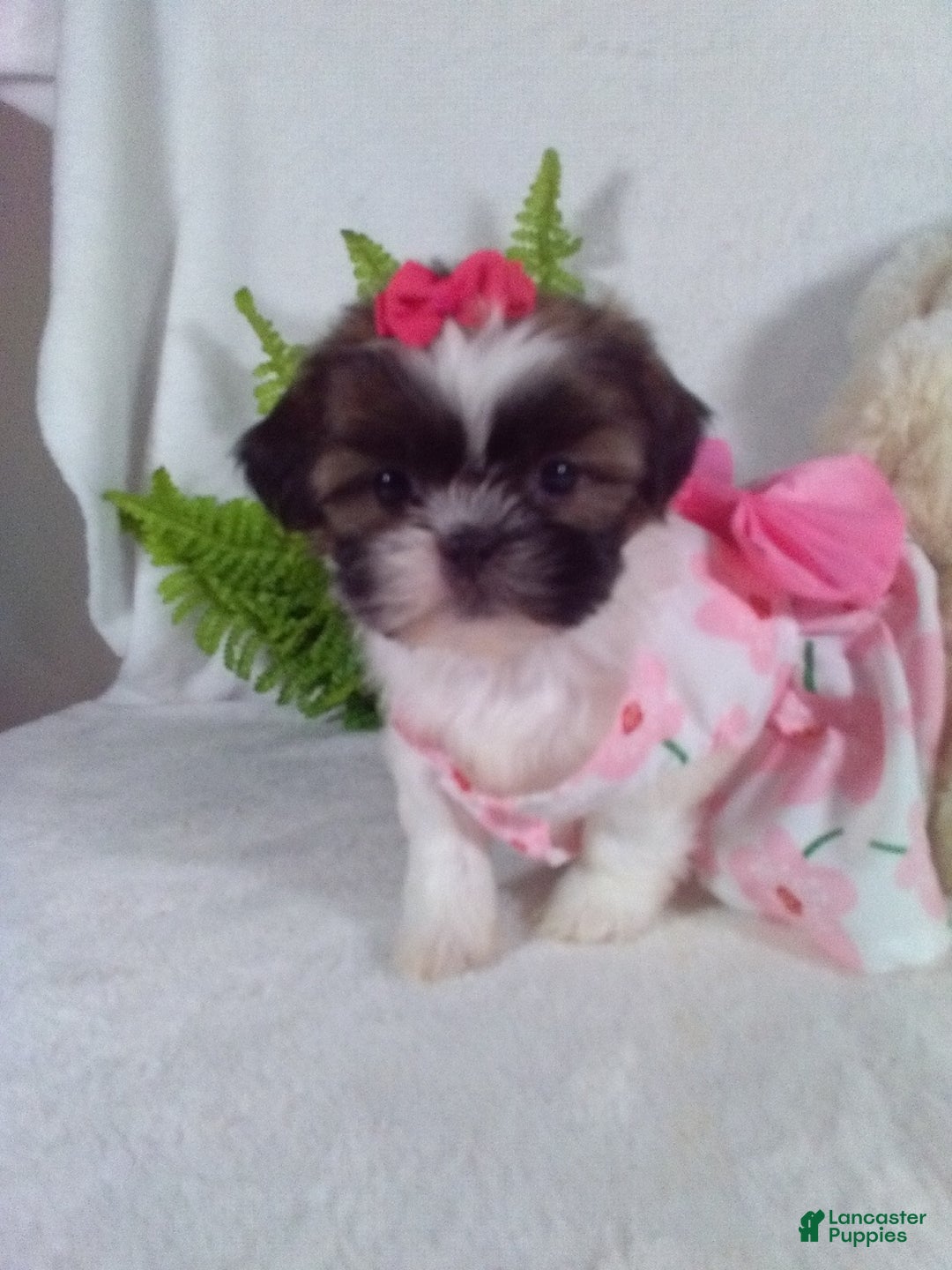 Shih Tzu dogs for sale: Candy - Ad 1