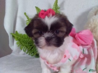 Shih Tzu dogs Candy - Ad 41