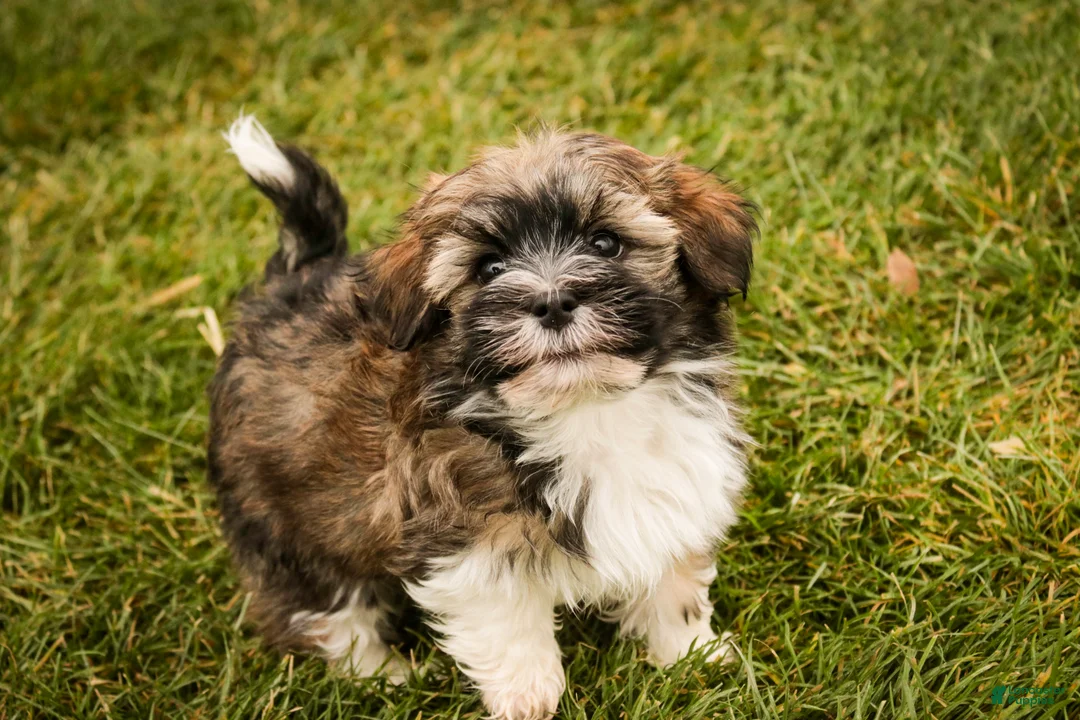 Havanese dogs for sale: Rambo - Ad 8