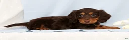 Miniature Dachshund dogs for sale: Fiona - Ad 4