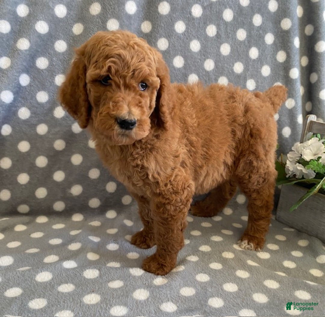 Standard Poodle dogs for sale: Jasmine - Ad 4