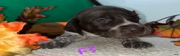 German Shorthaired Pointer dogs for sale: M1 - Ad 8