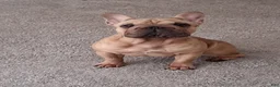 French Bulldog dogs for sale: French Bulldog 1 - Ad 3