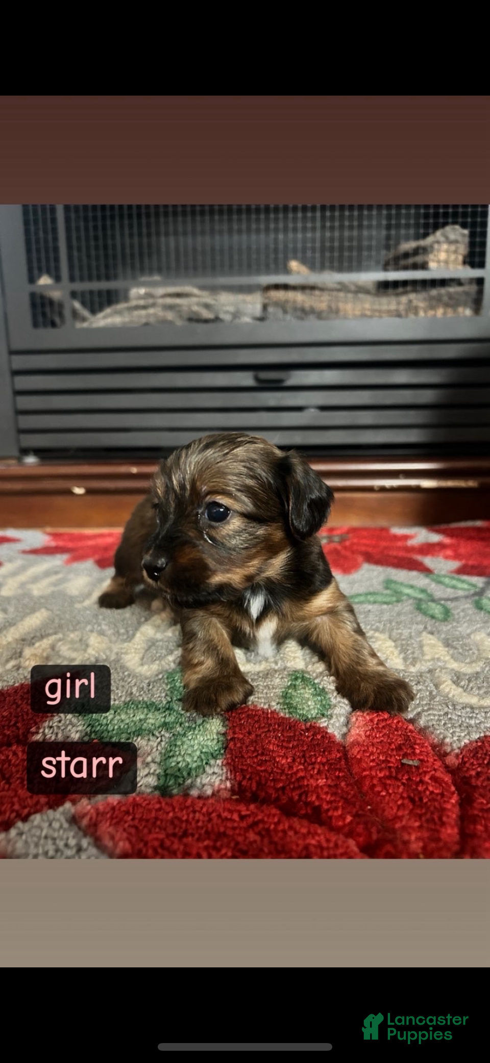 Mixed Breed dogs for sale: Starr - Ad 4