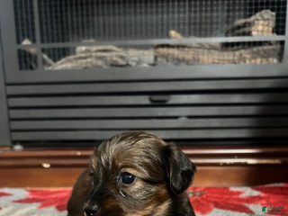 Mixed Breed dogs for sale: Starr - Ad 4