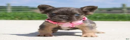 French Bulldog dogs for sale: Jana - Ad 5