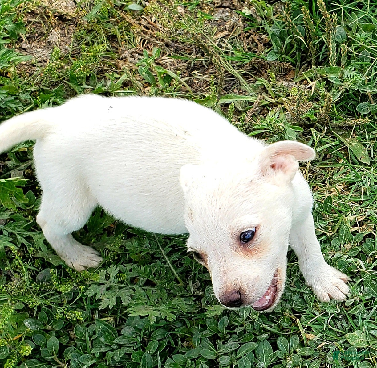 Australian Cattle Dog dogs Australian Cattle Dog Puppy 4 girl - Ad 2
