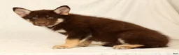 Gerberian Shepsky dogs for sale: Sarge - Ad 4