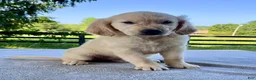 Golden Retriever dogs for sale: Oliver - Ad 4