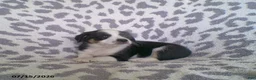 Miniature Australian Shepherd dogs for sale: Leo - Ad 5