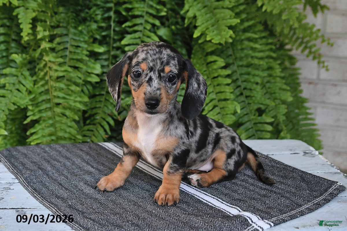 Miniature Dachshund dogs Mindy - Ad 1