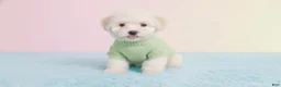 Maltipoo dogs for sale: MALE - Ad 1