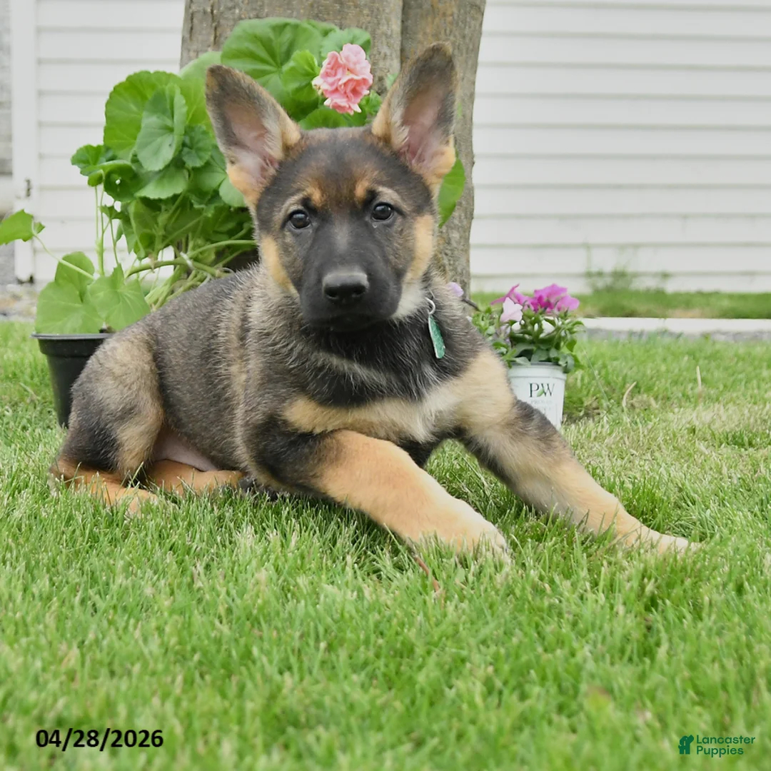 German Shepherd dogs for sale: Darcie - Ad 3
