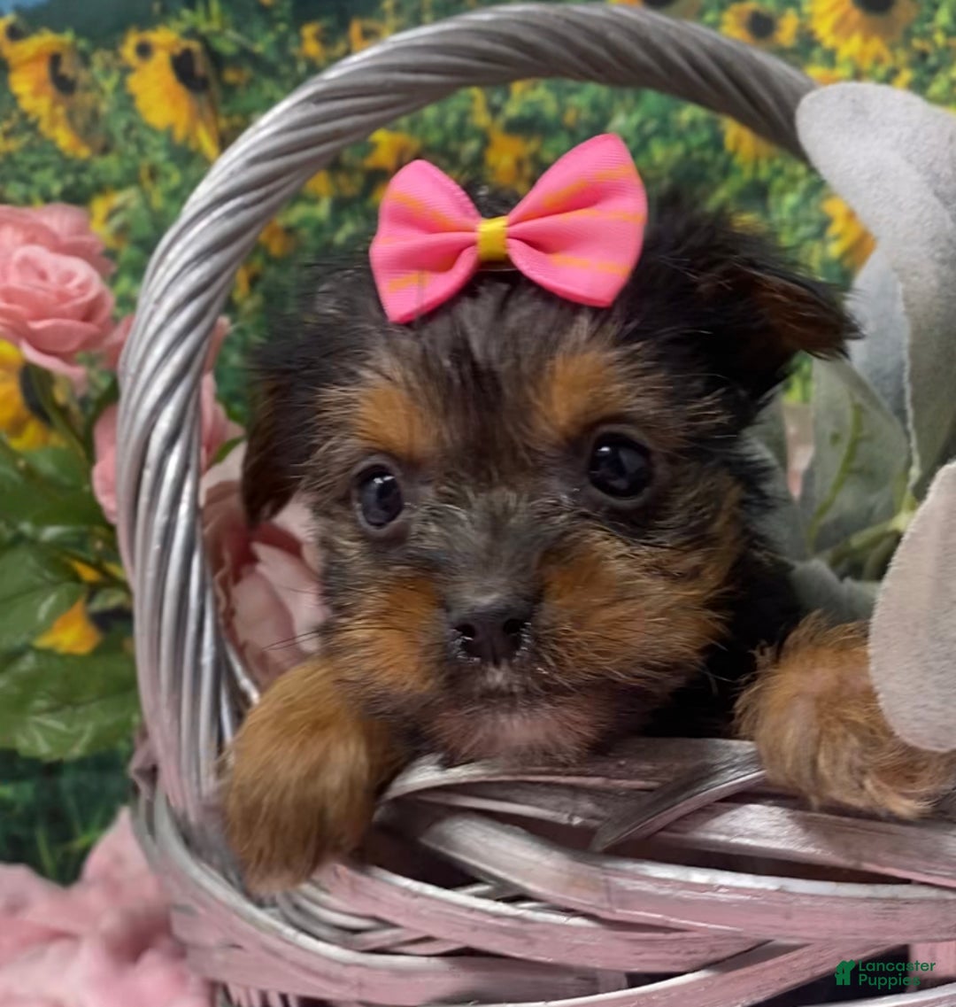 Shorkie dogs for sale: Teacup Lexi - Ad 4