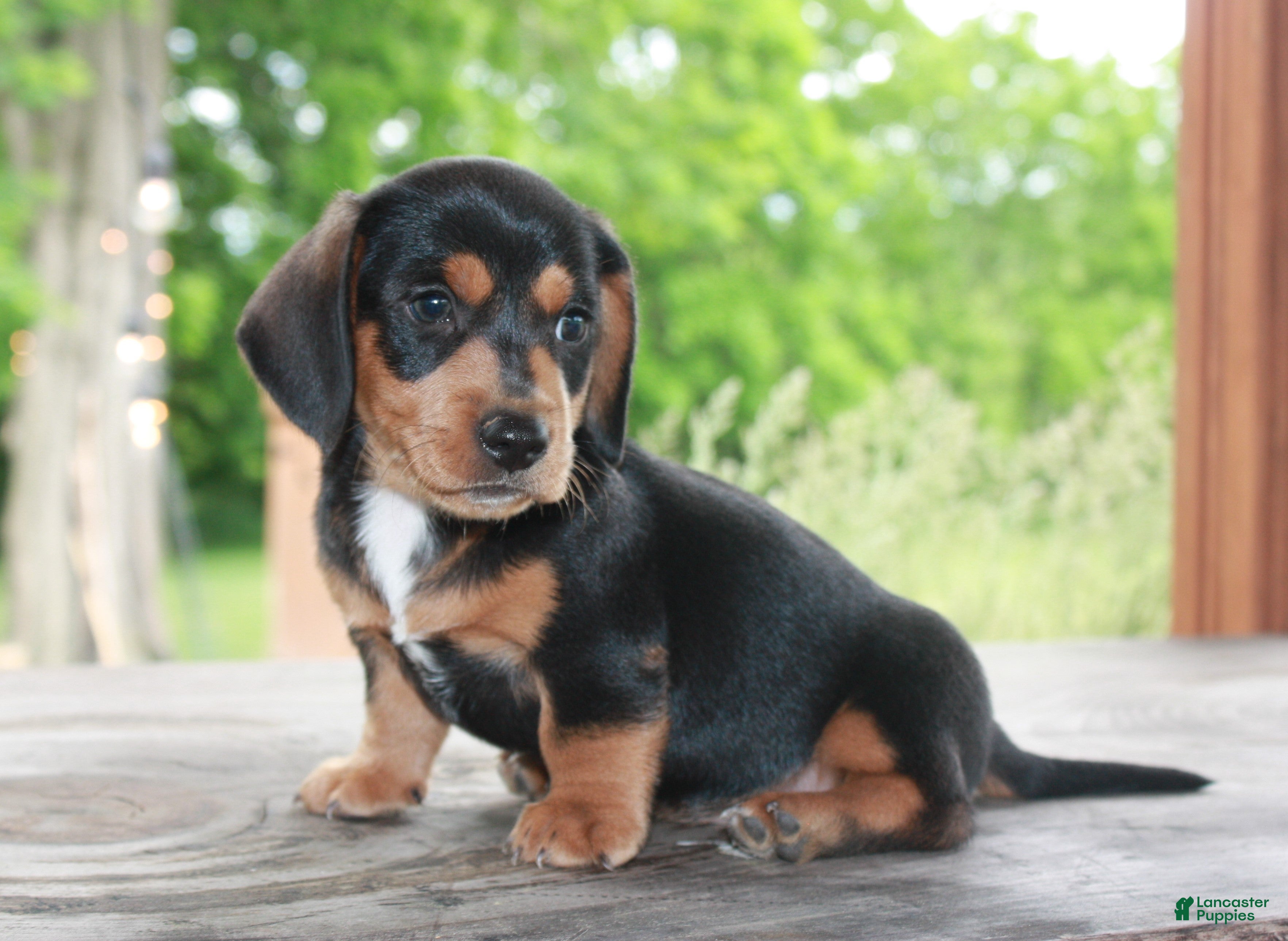 Miniature Dachshund dogs for sale: Forest - Ad 3