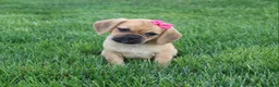Puggle dogs for sale: Abby  - Ad 2