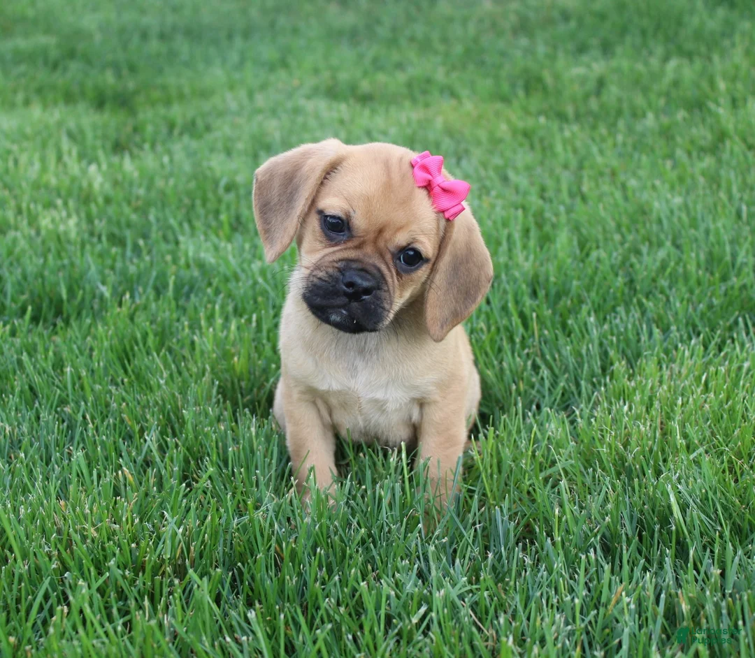 Puggle dogs for sale: Abby  - Ad 2