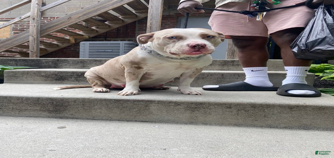 Gallery Image {{count}}