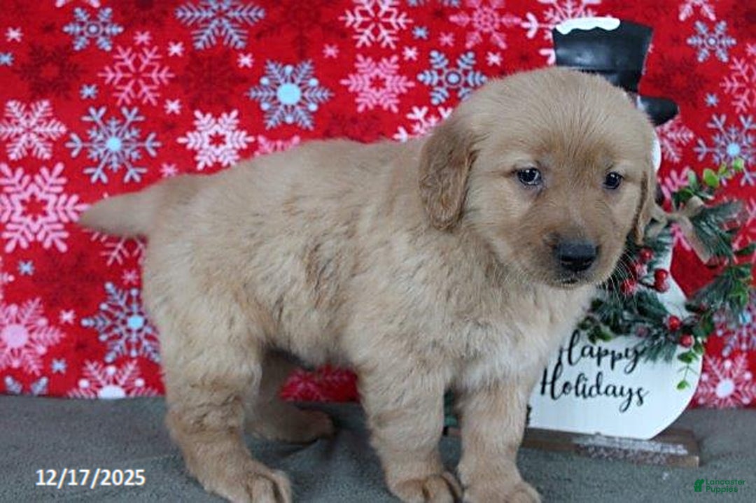 Golden Retriever dogs for sale: Blizzard - Ad 2