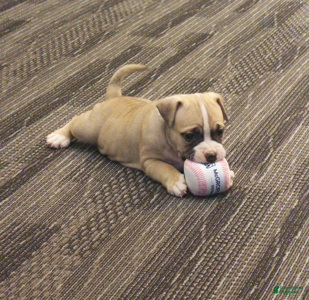 American Bully dogs for sale: American Bully Female - Ad 1