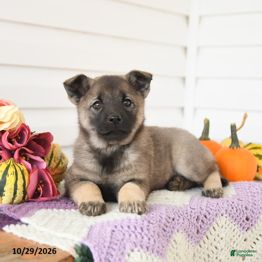 Mixed Breed dogs for sale: Apricot - Ad 2