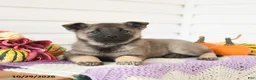 Mixed Breed dogs for sale: Apricot - Ad 2