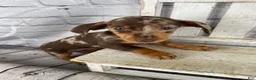 Miniature Dachshund dogs for sale: Layla - Ad 2