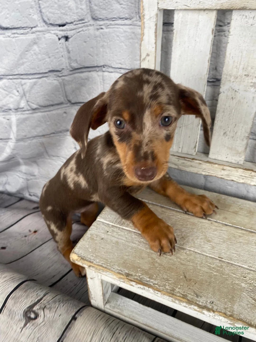 Miniature Dachshund dogs for sale: Layla - Ad 2