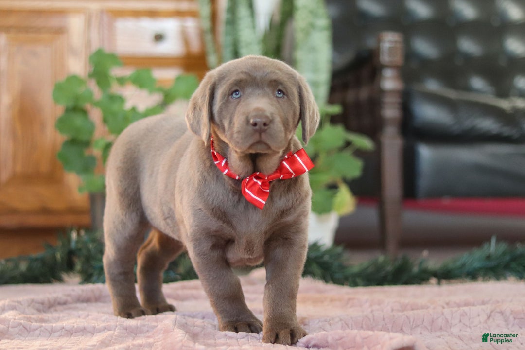 Labrador Retriever dogs for sale: Jingle Bell - Ad 6