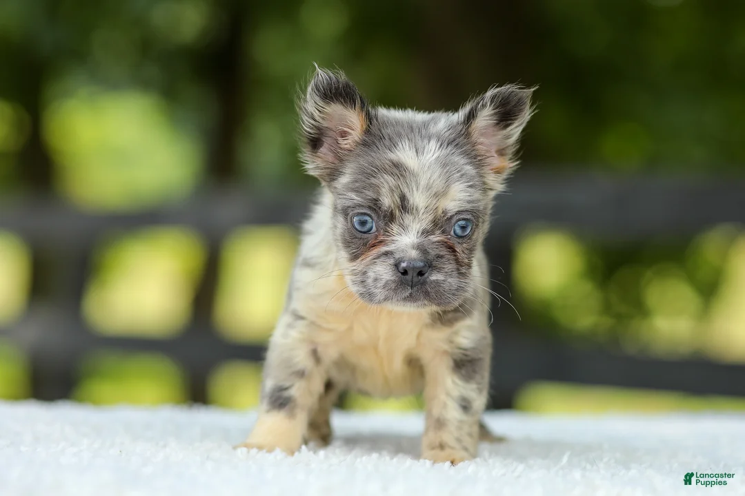 French Bulldog dogs for sale: Lisa - Ad 2