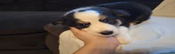 Miniature Australian Shepherd dogs for sale: Grizz - Ad 1