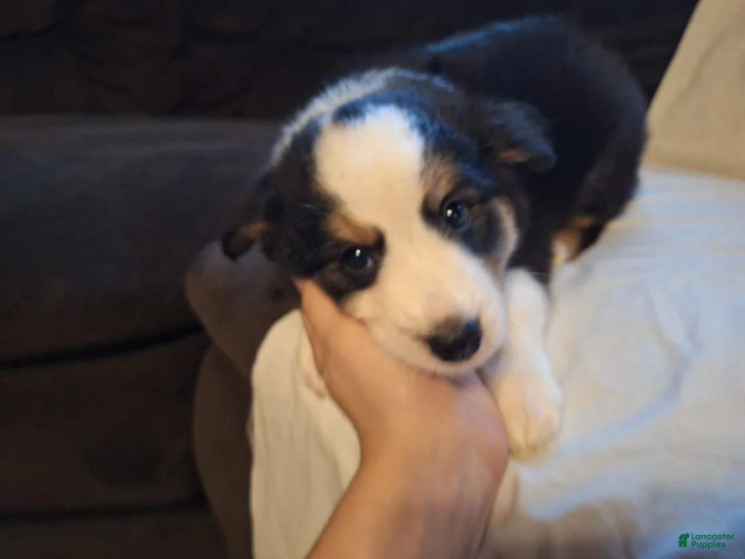 Miniature Australian Shepherd dogs for sale: Grizz - Ad 1