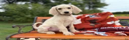 Labradoodle dogs for sale: Zola (Girl) - Ad 5
