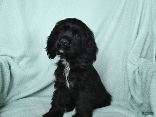 Cocker Spaniel dogs - Ad 34