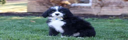 Bernedoodle dogs for sale: Jaxon - Ad 3