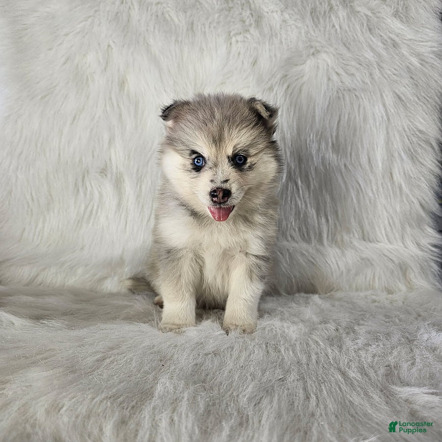 Pomsky dogs Ace - Ad 1