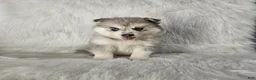 Pomsky dogs for sale: Ace - Ad 1