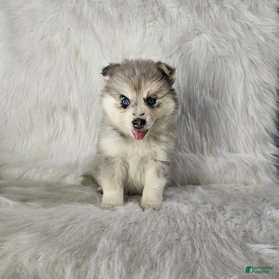 Pomsky dogs for sale: Ace - Ad 1
