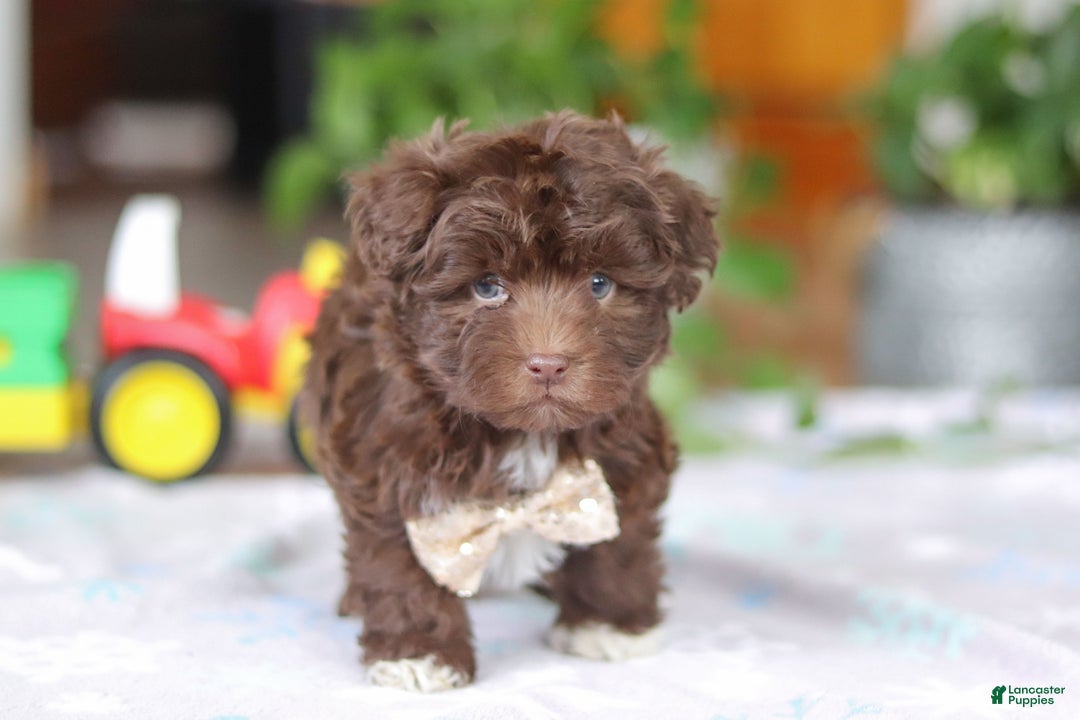 Havanese dogs for sale: Tyler - Ad 5