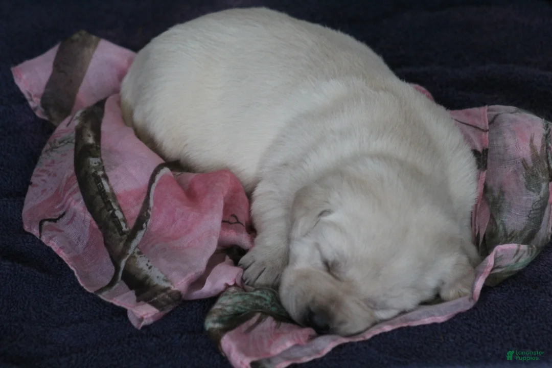Labrador Retriever dogs for sale: Labrador Retriever Puppy 1 - Ad 7