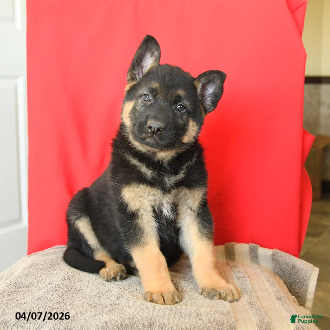 German Shepherd dogs for sale: Max - Ad 3