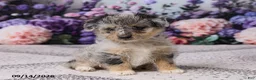 Corgipoo dogs for sale: Alex - Ad 7