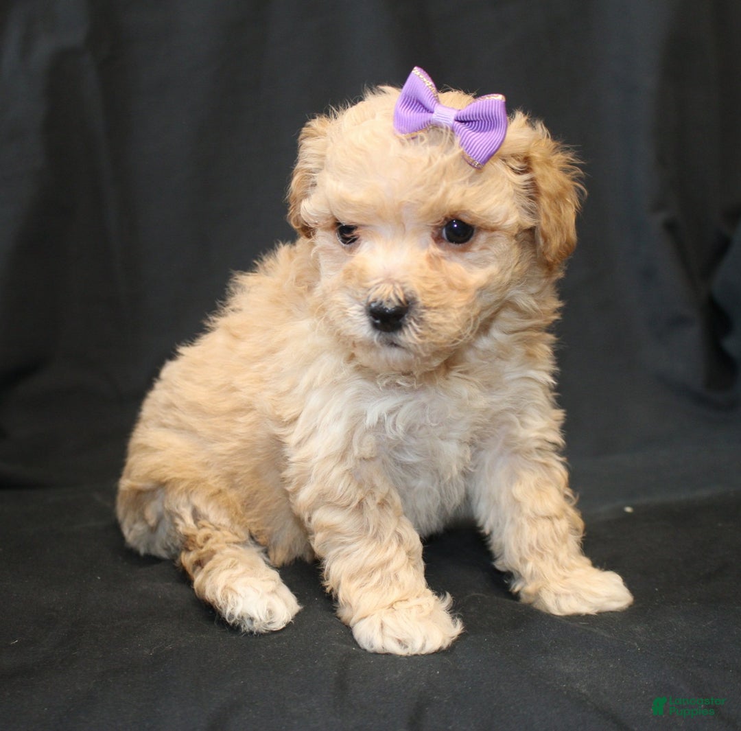 Bichpoo dogs for sale: Betty - Ad 7