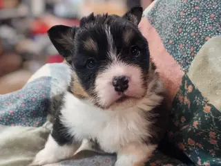 Welsh Corgi Pembroke dogs Dallas Mae - Ad 19